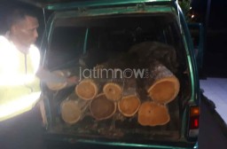 Sahur On The Road, Polres Madiun Amankan 8 Gelondong Kayu Jati Ilegal