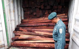 Kementerian Lingkungan Hidup Sita 40 Kontainer Kayu Selundupan