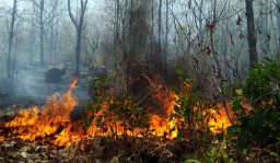 Kebakaran di Hutan Cagar Alam Kawah Ijen, Petugas Gunakan Alat Manual
