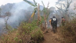 September-Oktober, 541 Hektare Hutan di Mojokerto Ludes Terbakar