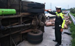 Truk Bermuatan Babi Terguling di Tol Pasuruan