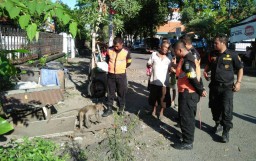 Warga Iba, Kera Sengsara itu Akhirnya Dievakuasi ke BKSDA Juanda