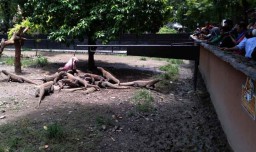 Kebun Binatang Surabaya Berhasil Tetaskan 74 Ekor Komodo