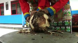 Mengolah Bonggol Pisang Jadi Martabak Manis