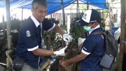 Razia Hewan Kurban di Kediri, Petugas Temukan Kambing Tak Cukup Umur