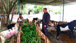 Pedagang Hewan Kurban di Malang Beri Diskon Khusus Bagi Hafiz Alquran