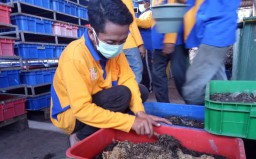 Pemkot Surabaya Kembangkan Pengolahan Sampah dengan Larva   