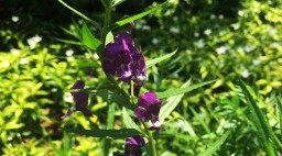 Marak Demam Berdarah, Penjualan Bunga Lavender di Blitar Meningkat
