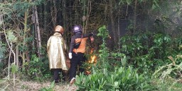 Ribuan Lebah Serang Warga Magetan
