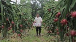 Ajak Bisnis Pertanian, Banyuwangi Gelar Kompetisi Startup Agribisnis 