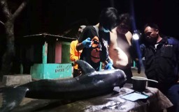 Seekor Lumba-lumba Terdampar di Pantai Serang Blitar