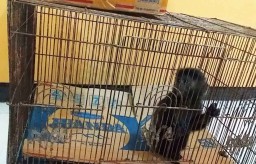 BBKSDA Jatim Gagalkan Penjualan Lutung Jawa 