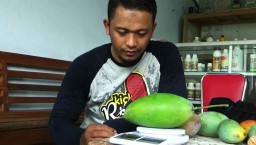Mangga Jumbo Beraroma Madu Hasil Silangan Warga di Ponorogo