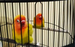 Curi Burung Seharga Rp 40 Juta, Dua Pemuda di Pasuruan Diringkus