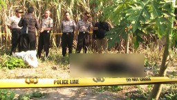 Mayat Pria dengan Mata Berdarah Ditemukan Terlentang di Kebun Pepaya