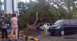 Pohon Tumbang di Surabaya Timpa Tujuh Mobil dan Tiga Motor