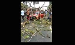Mobil Tertimpa Pohon di Bangkalan, Satu Orang Terluka