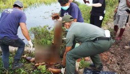 Polisi Tangkap Pembunuh Orangutan di Kebun Sawit Kalimantan Tengah