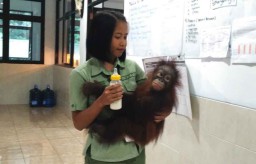 Nadia, Bayi Orangutan Koleksi ke 26 Taman Safari Prigen