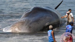 Bangkai Ikan Paus Sperma Terdampar