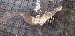 BKSDA Lepasliarkan 6 Komodo ke NTT Hasil Perdagangan Satwa Ilegal