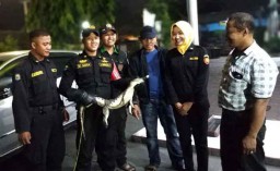 Seekor Buaya Muara Ditangkap di Bozem Kebraon