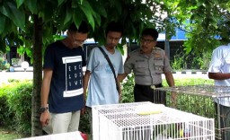 Penyelundupan Ratusan Burung dari Kalimantan ke Surabaya Digagalkan 
