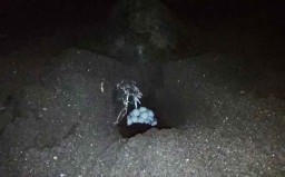 Mengintip Penyu Lekang Bertelur di Pantai Boom Banyuwangi