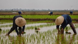 Mau Duit Rp 100 Juta? Yuk Ikutan Kompetisi Startup Pertanian