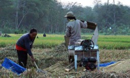 Ini Penyebab Serapan Beras Bulog di Tulungagung Turun