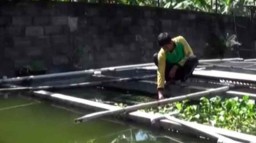 Manfaat Basmi Jentik Nyamuk, Penjualan Ikan Cupang di Kediri Meningkat