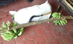Kakek Pemikul Pisang Tewas Diserempet Biker di Ponorogo