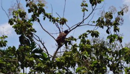 Suprobo Sudah Tiga Hari Bersembunyi di Atas Pohon Jati