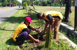 Pemkab Ponorogo Tanam 1.200 Pohon 'Bunga Sakura' Mirip di Surabaya