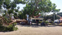 Pohon Gada di Rumah Bung Karno Terbelah dan Tumbang