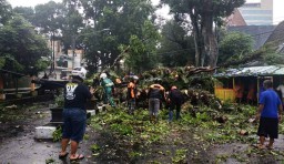 Hujan Disertai Angin Robohkan Pohon di Malang, 2 Pemotor Tertimpa