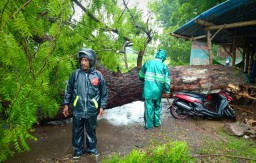 Video: Pengendara Motor Tewas Tertimpa Pohon Tumbang
