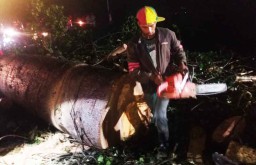 Pembersihan Pohon Tumbang di Banyuwangi, Jalur Gumitir Buka Tutup