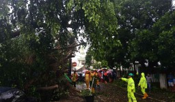 3 Motor Jurnalis di Malang Tertimpa Pohon Tumbang