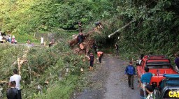 Tujuh Pohon Tumbang Sempat Putuskan Jalur Lumajang-Malang