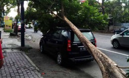 Toyota Avanza Tertimpa Pohon Tumbang di Tulungagung