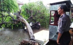 Hujan Disertai Angin Kencang di Ngawi, 2 Pohon Tumbang Timpa Motor