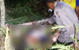 Angin Kencang, Kakek Jaiman Tewas Tertimpa Batang Pohon Pinus