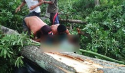 1 Orang Tewas Tertimpa Pohon Akibat Puting Beliung di Probolinggo
