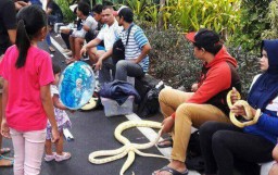 Mengenal Komunitas Pecinta Reptil di Surabaya