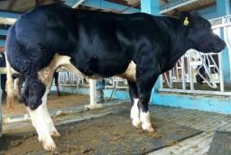 Lamongan Kembangkan Sapi Belgian Blue