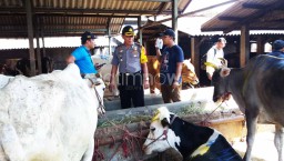 Cek Kelengkapan Dokumen, Pembawa Sapi Potong Betina Diperiksa Polisi