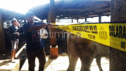 Amankan Sapi Betina Potong Tak Berdokumen, Polisi: Kami Akan Telusuri