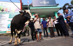 NasDem Titipkan Sapi Kurban ke Ormas, Gus Choi: Bukan Cari Simpati