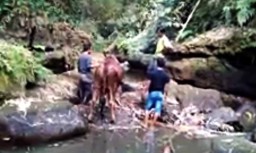 Sapi Kurban di Blitar Ngamuk, Terjun ke Jurang